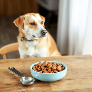 Luxury Dog Food: How to Choose the Right Premium Diet